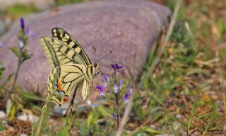 Krlangkuyruk (Papilio machaon)