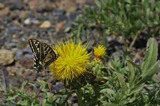 Krlangkuyruk (Papilio machaon)