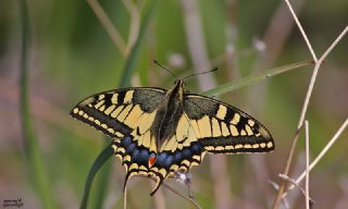 Krlangkuyruk (Papilio machaon)