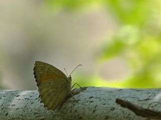 Kaya Esmeri (Kirinia clymene)