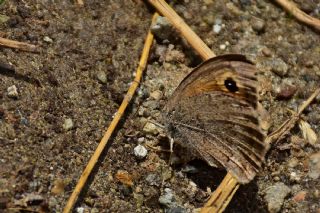 Azeri Esmerperi (Hyponephele zuvandica)