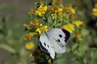 Byk Beyazmelek  (Pieris brassicae)