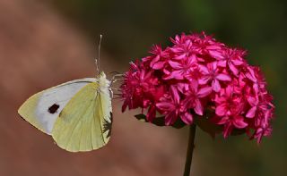 Byk Beyazmelek  (Pieris brassicae)