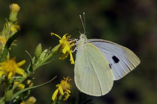 Byk Beyazmelek  (Pieris brassicae)