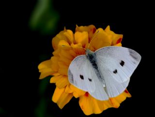 Kk Beyazmelek (Pieris rapae)