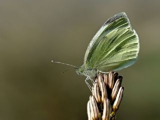 Byk Beyazmelek  (Pieris brassicae)