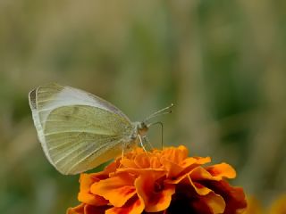 Kk Beyazmelek (Pieris rapae)