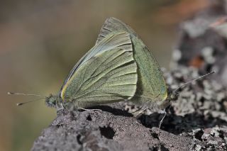 Byk Beyazmelek  (Pieris brassicae)