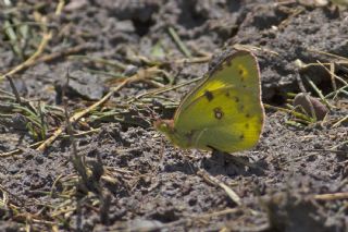 Orman Azameti (Colias hyale)