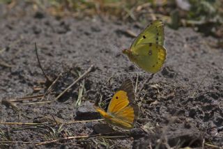 Orman Azameti (Colias hyale)