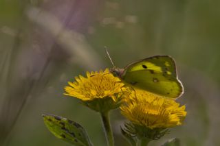 Orman Azameti (Colias hyale)