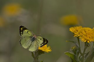 Orman Azameti (Colias hyale)