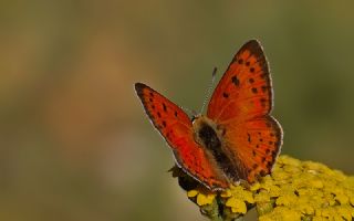 Anadolu Ate Gzeli (Lycaena asabinus)