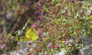 Gzel Azamet (Colias alfacariensis)