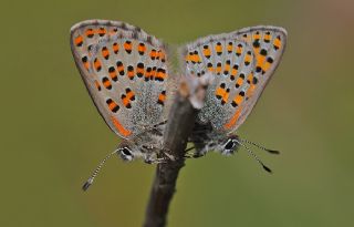 Anadolu Gelincii (Tomares nogelii)