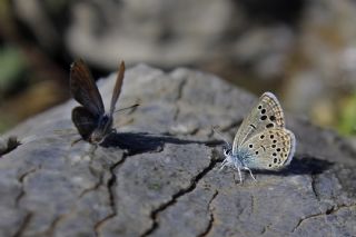 Anadolu Turan Mavisi (Turanana panagaea)
