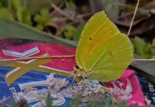 Kleopatra (Gonepteryx cleopatra)