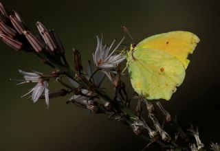 Kleopatra (Gonepteryx cleopatra)