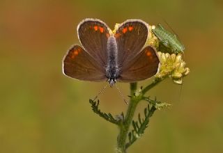 Doulu Esmergz (Plebejus carmon)