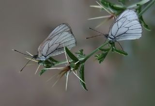 Al Beyaz (Aporia crataegi)