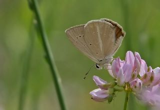 okgzl Lbnan Esmeri (Polyommatus alcestis)