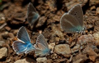 Çokgözlü Vatan Mavisi (Polyommatus igisizilim)