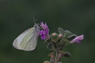 K���k Beyazmelek&nbsp;(Pieris&nbsp;rapae)