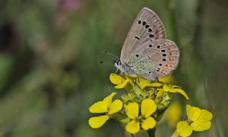 okgzl Rus Mavisi (Polyommatus coelestina)