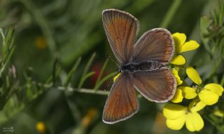 okgzl Rus Mavisi (Polyommatus coelestina)