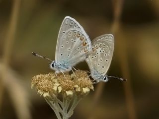 Çokgözlü Küçük Turan Mavisi (Polyommatus cornelius)