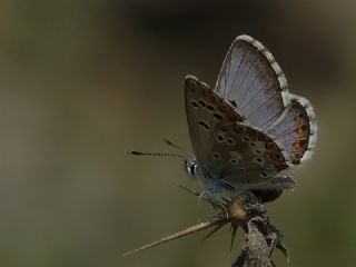 Çokgözlü Anadolu Mavisi (Aricia crassipunctus)