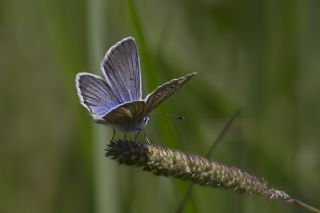 okgzl Damon Mavisi (Polyommatus damon)