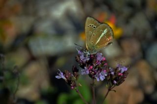 Erivan Anormal okgzls (Polyommatus eriwanensis)