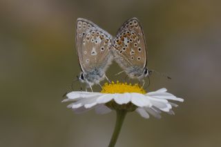 okgzl Kafkasya Erosu (Polyommatus erotulus)