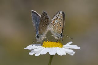 okgzl Kafkasya Erosu (Polyommatus erotulus)