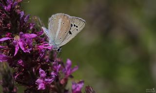 okgzl Selam Mavisi (Polyommatus merhaba)