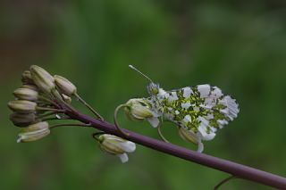 Turuncu S�sl�&nbsp;(Anthocharis&nbsp;cardamines)