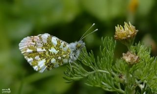 Turuncu Ssl (Anthocharis cardamines)