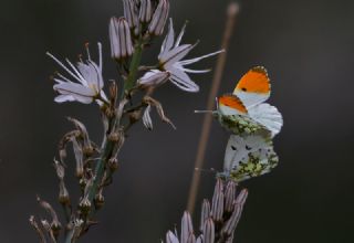 Turuncu Ssl (Anthocharis cardamines)