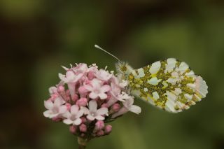 Turuncu Ssl (Anthocharis cardamines)