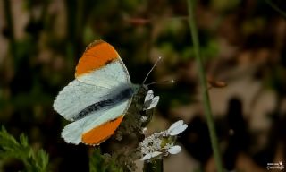 Turuncu Ssl (Anthocharis cardamines)