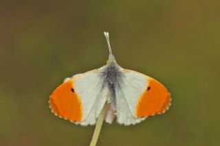 Turuncu Ssl (Anthocharis cardamines)