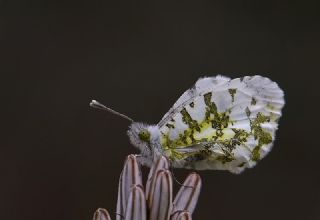 Turuncu Ssl (Anthocharis cardamines)