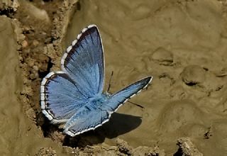 okgzl Levantin illi Mavisi (Polyommatus syriaca)