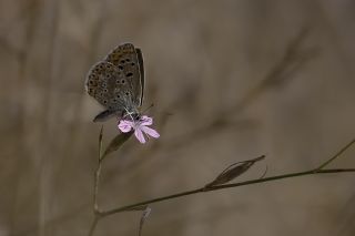 okgzl Lbnan Mavisi (Aricia bassoni)