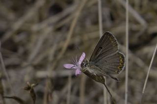 okgzl Lbnan Mavisi (Aricia bassoni)