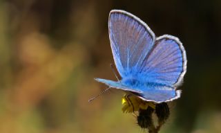 okgzl Hatay Mavisi (Polyommatus bollandi)