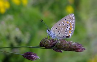 okgzl Hatay Mavisi (Polyommatus bollandi)