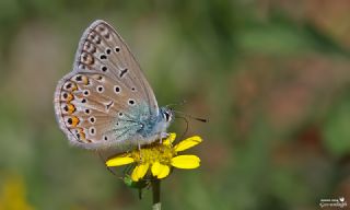 okgzl Hatay Mavisi (Polyommatus bollandi)