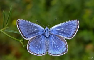 okgzl Hatay Mavisi (Polyommatus bollandi)